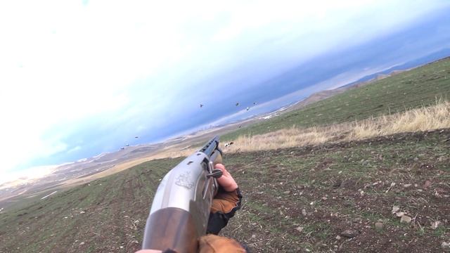 ÇİL KEKLİK AVI - POİNTER - SHOTKAM -BROWNİNG MAXUS -partridge hunt ,مطاردة الحجل, охота на куропатк