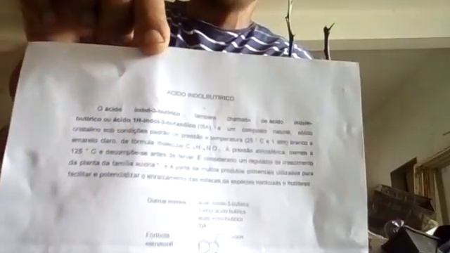 LIMÃO ROSA, COMO FAZER AS MUDAS DESSA LINDA E DELICIOSA CÍTRICA? COM ÁCIDO INDOL BUTIRICO 8000PPM.