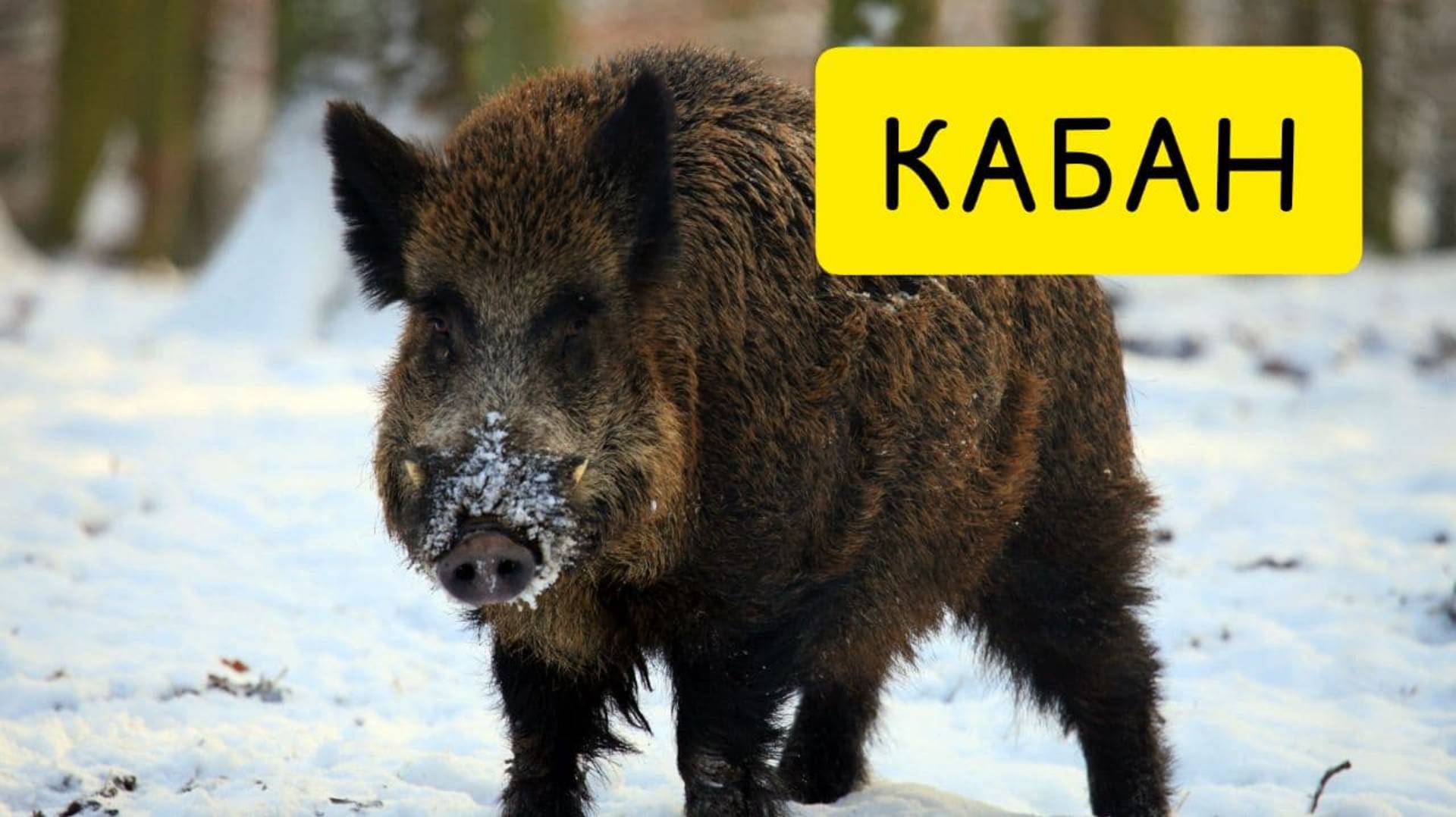 К чему снится КАБАН или кабан ВО СНЕ. Толкование сна. Сонник