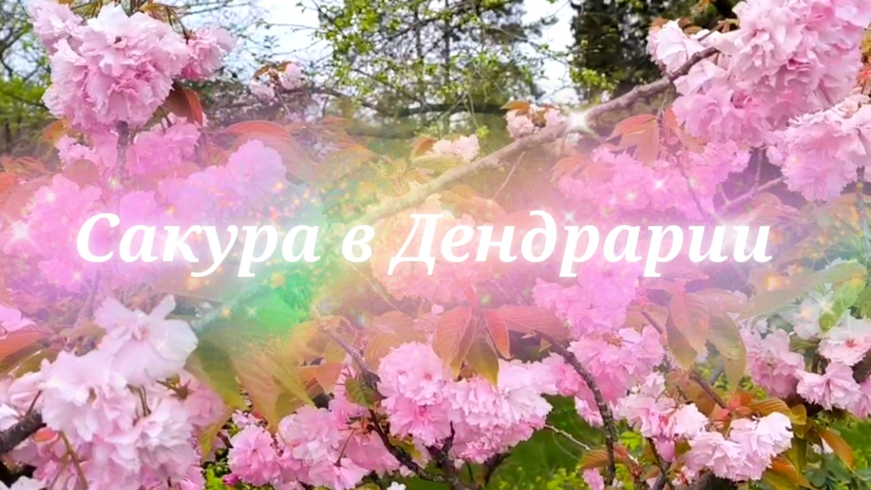 Сакура в Дендрарии уже распустилась. Можно сделать столько красивых фото на фоне цветущей сакуры