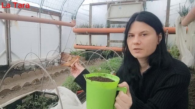 Primul tratament la răsaduri- fungicid, bactericid, insecticid și fertilizant natural