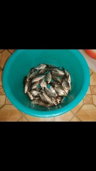 Снова, день карася🎣 Ловлю живцов на хищника🎣