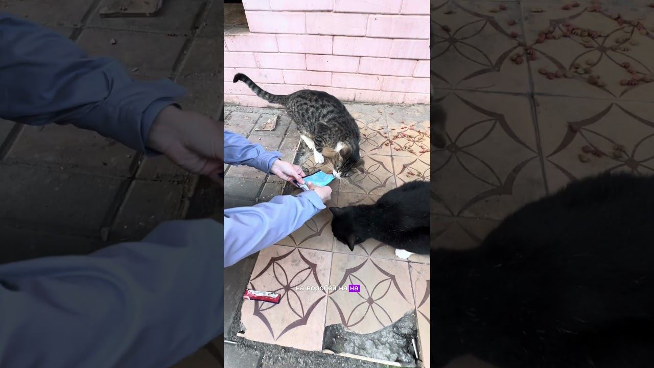 Кошка выбрала себе говядину#кошки #батуми #животные #cat #catlovers #кормимкошек