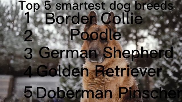 Top 5 smartest dog breeds