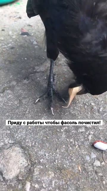 Карл чистит фасоль пока я работаю