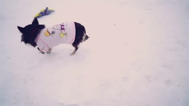 Новенький в стае: примут ли Мишу или выгонят? 📦🐕