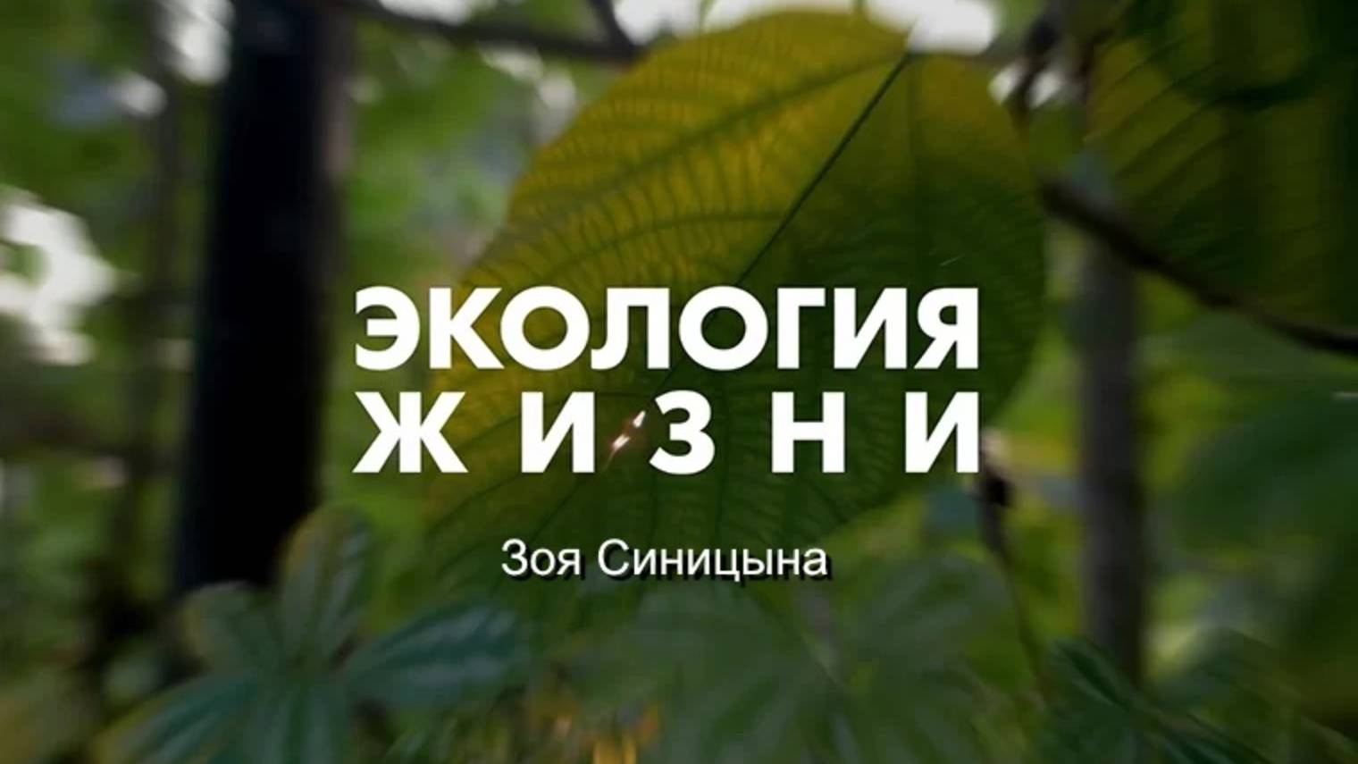 Экология жизни / Зоя Синицына