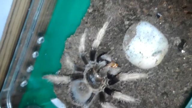 Tarantula Feeding Video 066 - Brachypelma klaasi