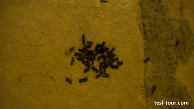 Быстрые тунисские муравьи (Tunisian ants)