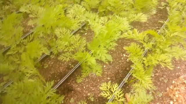 Выращивание моркови часть 2.