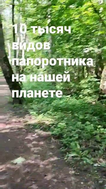сколько видов папоротника