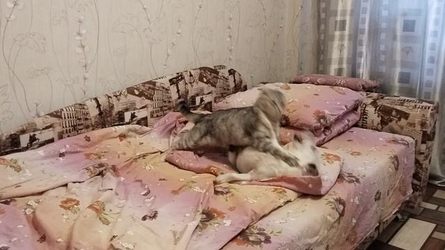 маня жеки  бой без правил