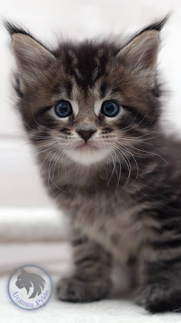 Arcanum Pride Iglesias