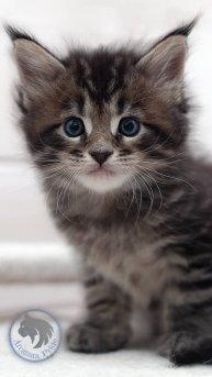 Arcanum Pride Iglesias