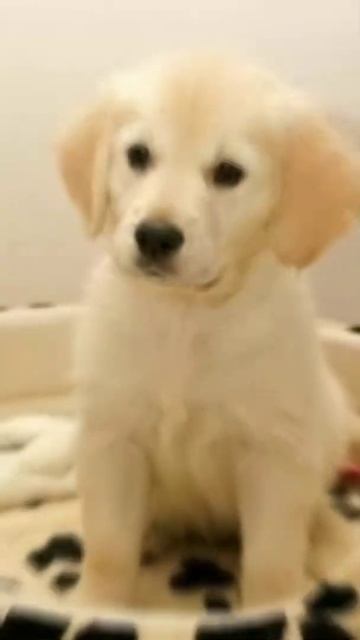 🐕[VEJA] Cachorros fofos | GOLDEN RETRIEVER FILHOTE💓