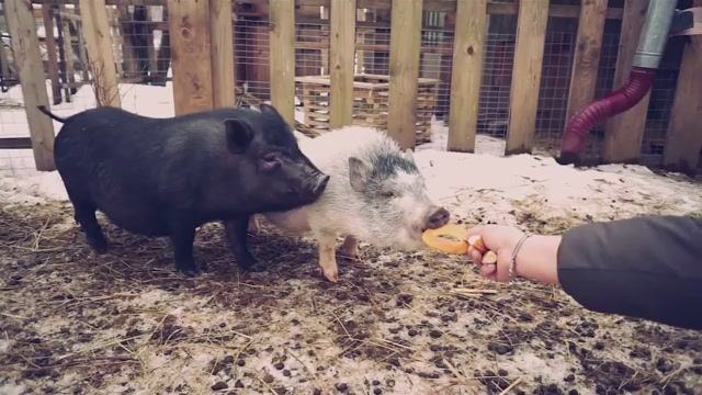 Свинья и собака — встреча, которую никто не ожидал 🐷🐕