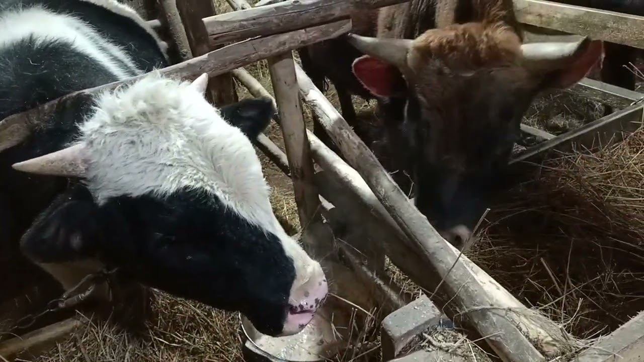 Хозяйство. Дойка, кормление животных. Жизнь в деревне.
