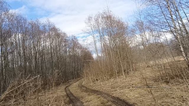 Лесной дневник: 3 минут весеннего умиротворения