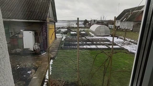2.02.23. Острый перец пророс недружно, достала орхидею из коры... ♥️♥️♥️