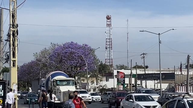 Los árboles de la av. de La Paz en Guadalajara se pintan de colores con la entrada de la Primavera