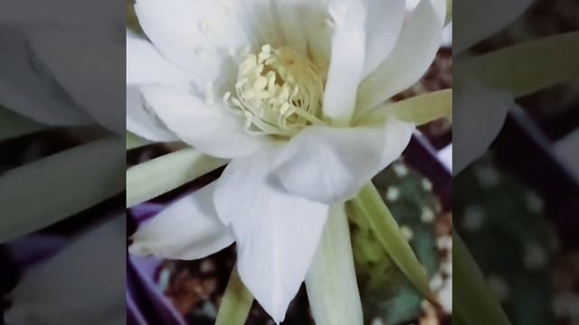 🌟 Звёздчатый астрофитум🌵 зацвёл. 🪷#