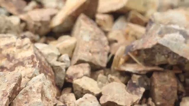 Indian Red Scorpion | World's Deadliest Scorpion