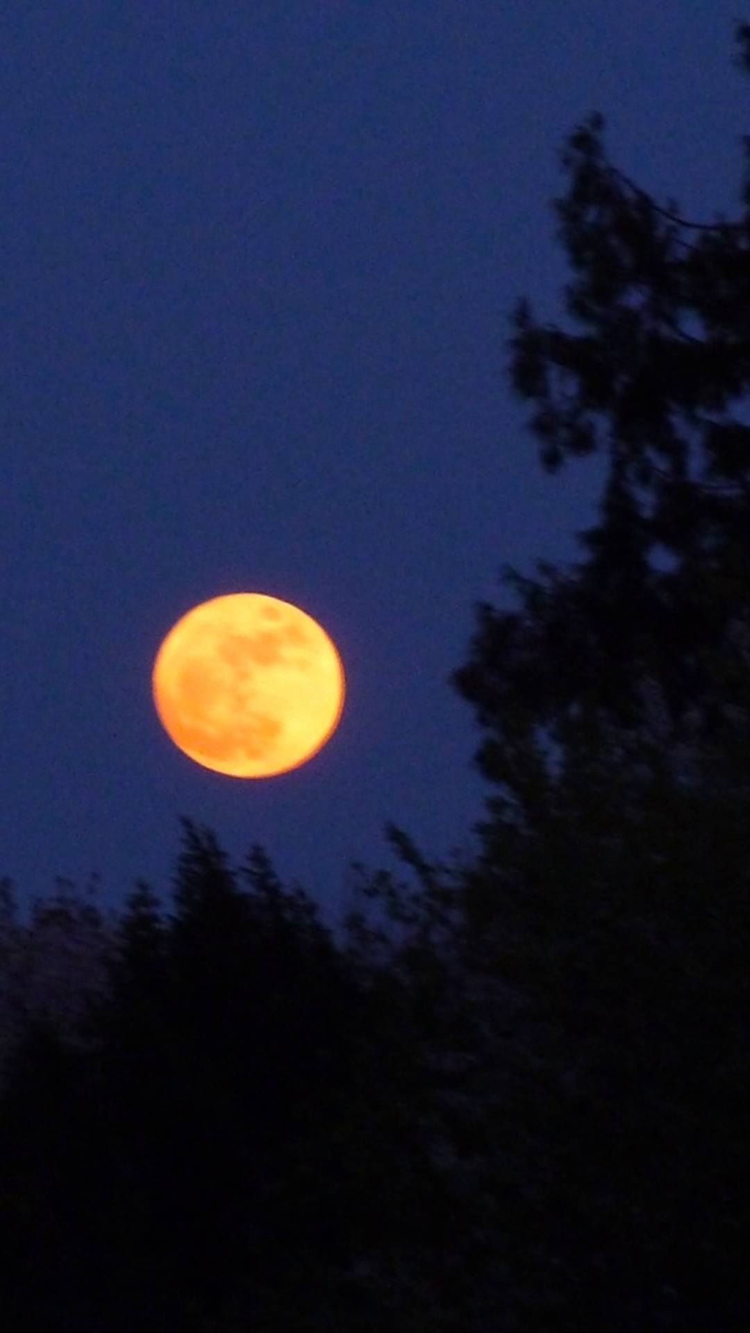🦊 на золотое низкое полнолуние 🌕 🐺