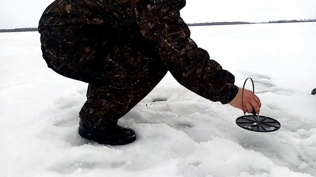 мох или щука????