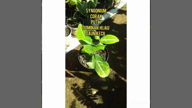 Macam - Macam Syngonium, Babeh AmirudinDedaunan Channel