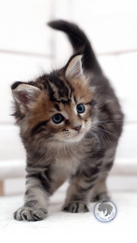 Arcanum Pride Iskander