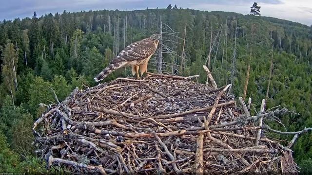 Goshawk in Osprey Nest~Kalakotkas2~08-09-2019