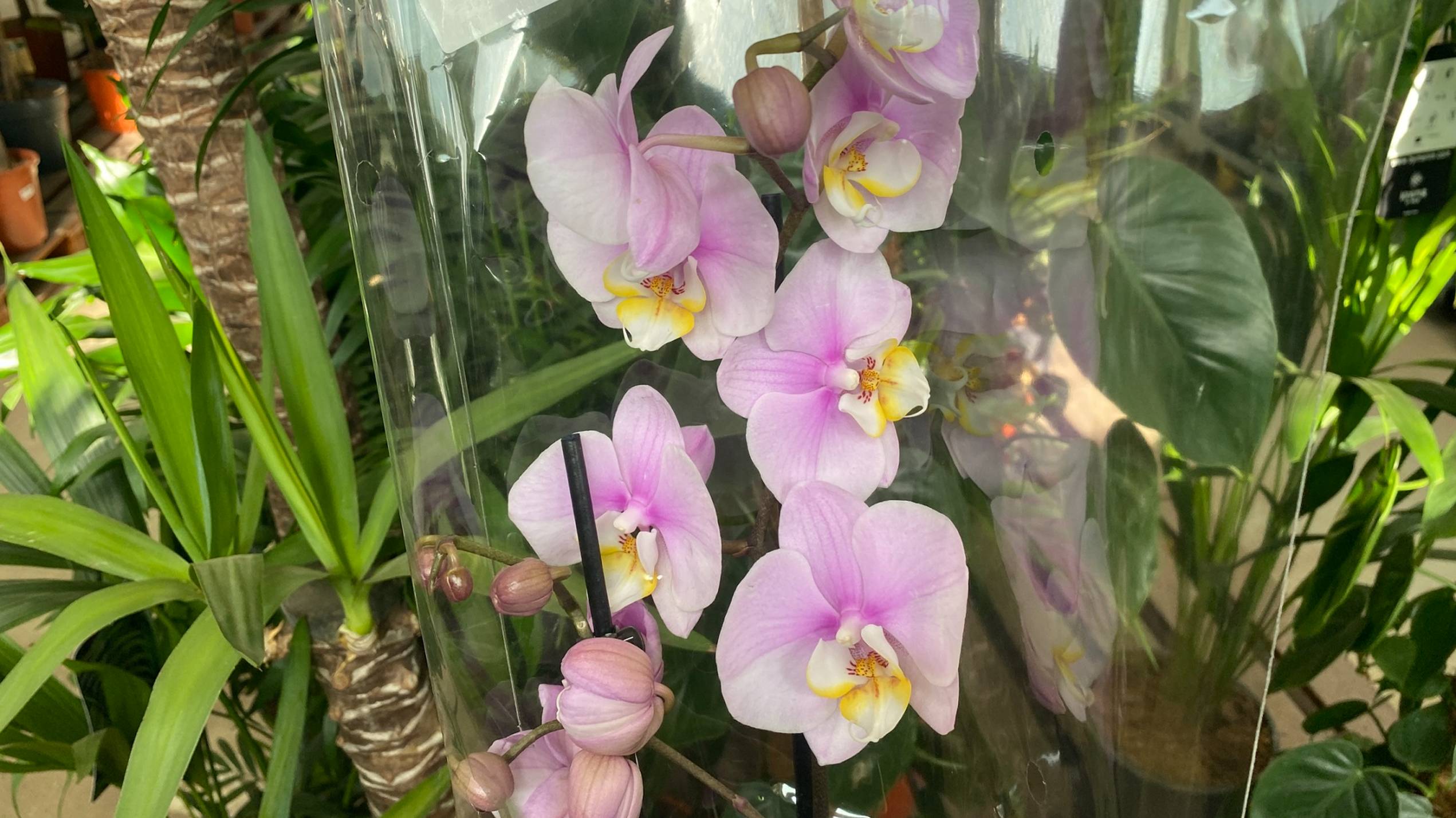 "ФЛОРА ГРУПП" НОВЫЙ ЗАВОЗ ЦВЕТОВ И ШИКАРНЫЕ НОВИНКИ🛒😍