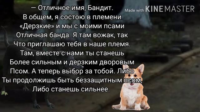Видео на память. Мини фильм 🐶«Из домашнего в бродягу»🐺
