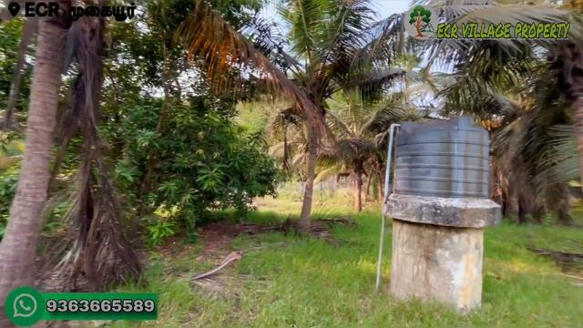 🆔56// (sold out)new ecr on road 50 cent 🌳🌴🥭farmland property borewell EB connection compound wall