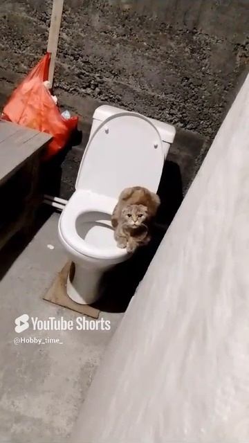 Бэйси 😻