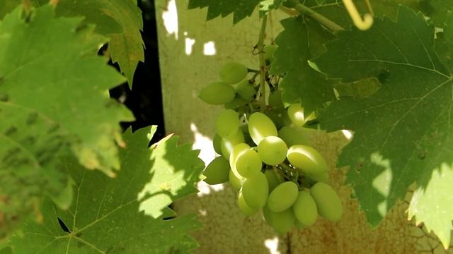 Виноград (2) хорошего сорта