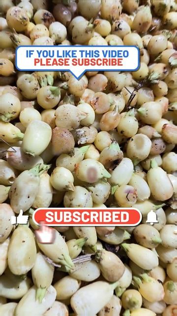 Mahua benefits and uses #shorts #shortsfeed #youtubeshorts