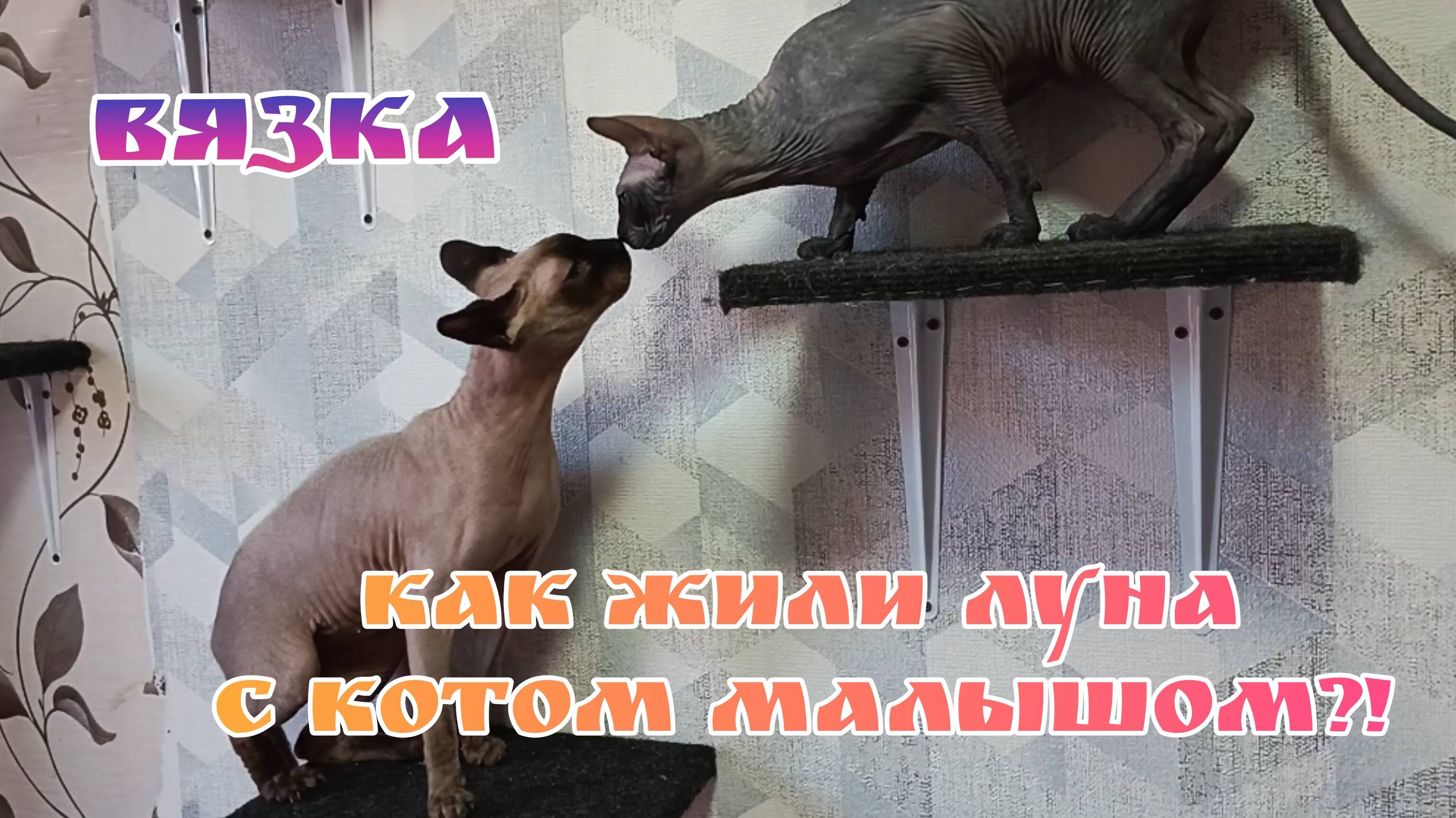 Вязка сфинксов/Что случилось в комнате котов?!