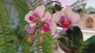 Много красоты!!! ДОМАШНЕЕ ЦВЕТЕНИЕ ОРХИДЕЙ 🌸 ОРХО-НОВОСТИ✅ #орхидеи