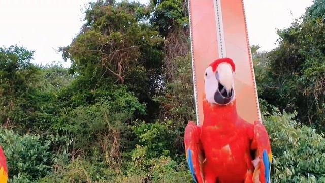 PATTAYA BEACH ROAD !! Amazon Parrot In Beach Road Pattaya