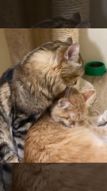 Сибирский кот с кошкой