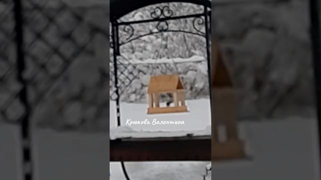 Кормушка для птиц моими руками!!).mp4