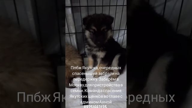 16-04-2025 якутята из ппбж