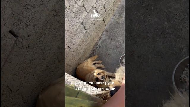 Любите животных! Помогайте! Они заслуживают это!