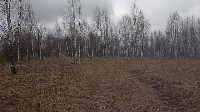 Хмурый лес