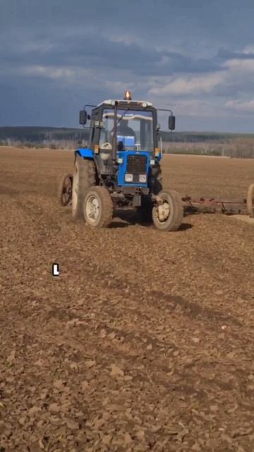 Боронование озимого чеснока АгроИнвестРФ проект Чеснок 2025
