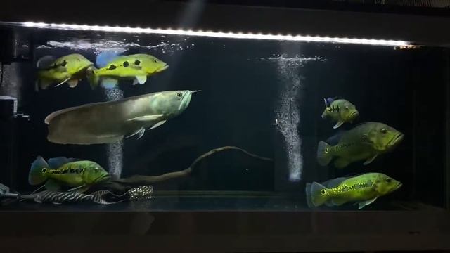 Peacock bass tank update (24/04/2020)