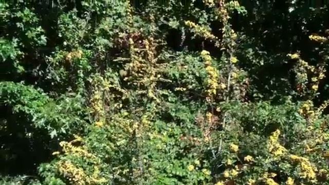 5 Reasons to Grow Pyracantha Teton in Your Garden or Landscape! #lowmaintenance