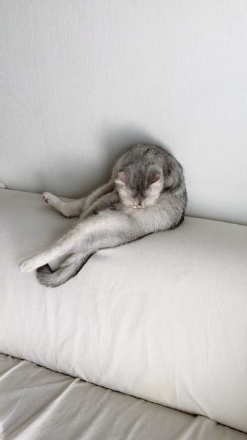 Кошка Кайли моется на диване.