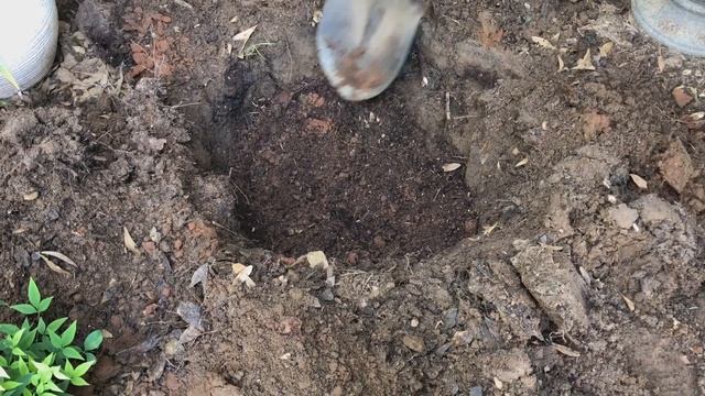 Kitchen Bed and Transplanting a BIG Boxwood